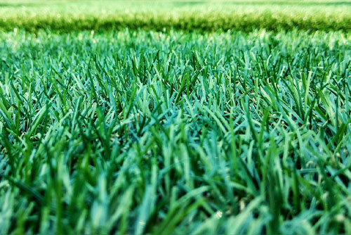 eddengrass alta densidad